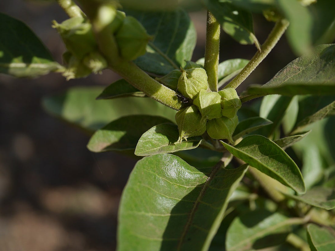 Does Ashwagandha Have Any Side Effects?