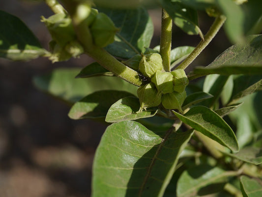 Does Ashwagandha Have Any Side Effects?